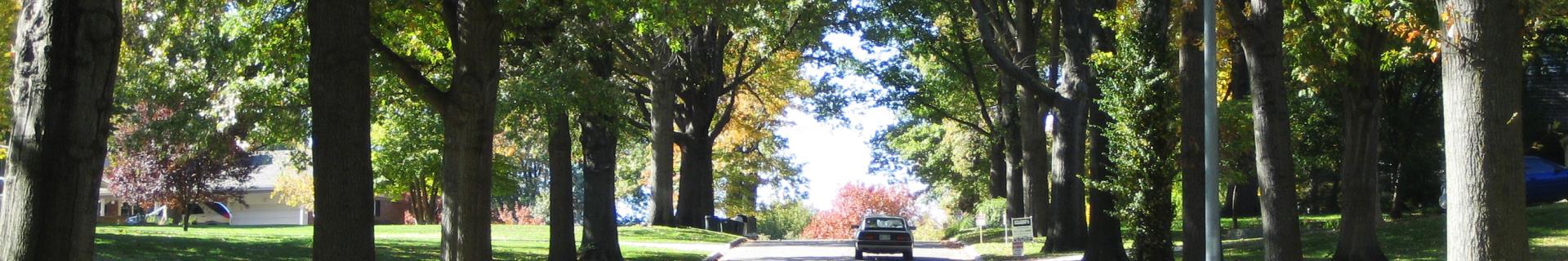 banner Tree Canopy (1)