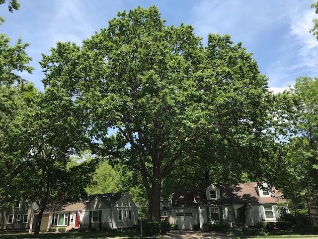 PV Tree Board_2020 KS State Champion_Swamp White Oak