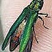 Emerald Ash Borer 